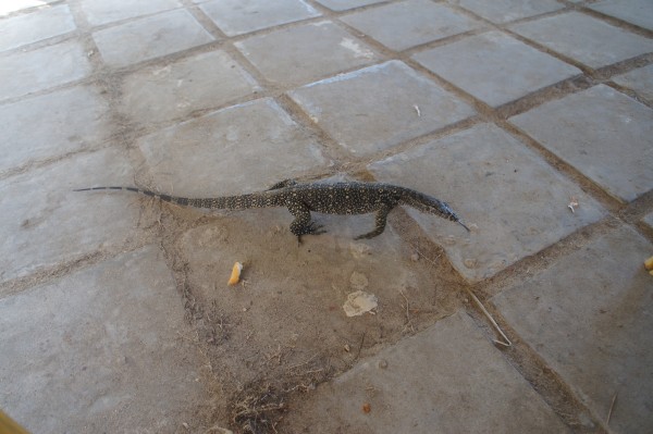 We saw some local wildlife. This monitor lizard was very near our table during breakfast...and Matt may have tried to capture it.